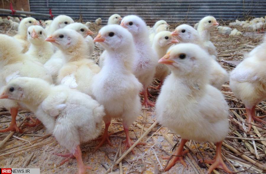 جوجه ریزی 13 میلیون قطعه ای در واحدهای مرغداری صنعتی استان کرمانشاه