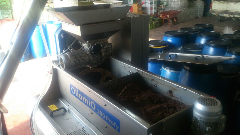 تولید یک و نیم تن روغن خام زیتون در یزد