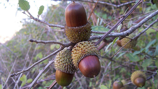 غرص یک میلیون نهال بلوط