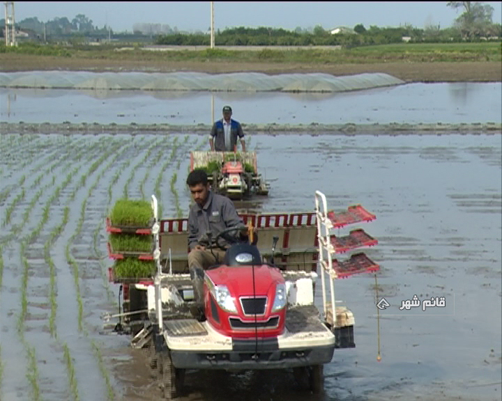 پایان نشا در 71 درصد شالیزارهای مازندران