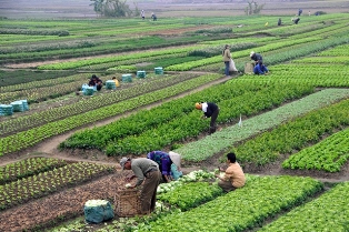 افتتاح چند طرح کشاورزی در مازندران