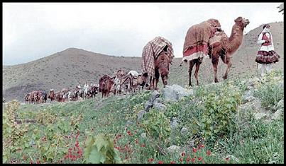 آغاز کوچ بهاره عشایر پرورش دهنده شتر از مناطق قشلاقی شهرستان خنج
