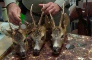 کاهش 26 درصدی جرائم محیط زیست در سال جدید کاهش 26 درصدی جرائم محیط زیست در سال جدید