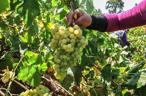 آغاز برداشت انگور از سطح تاکستانهای استان خوزستان