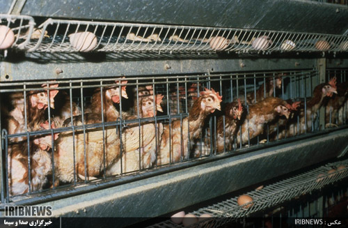 سرانه پایین مصرف تخم مرغ در اردبیل سرانه پایین مصرف تخم مرغ در اردبیل