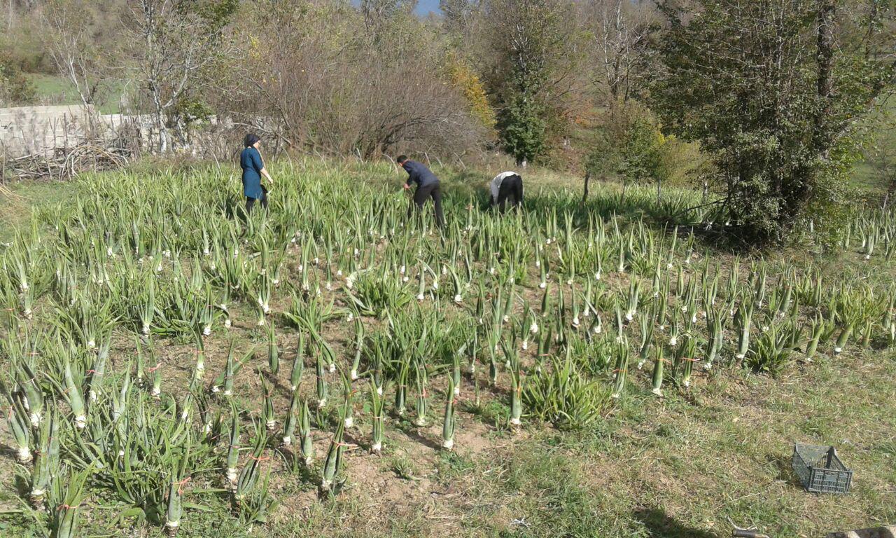 برداشت گیاه آلوئه ورا درفومن