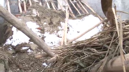 فرو ریختن سقف یک گاوداری در ملکان