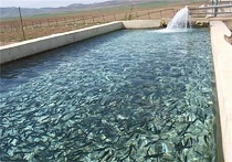 ابلاغ دستورالعمل صدور مجوز آبزی پروری روستایی عشایری و غیر صنعتی ابلاغ دستورالعمل صدور مجوز آبزی پروری روستایی عشایری و غیر صنعتی