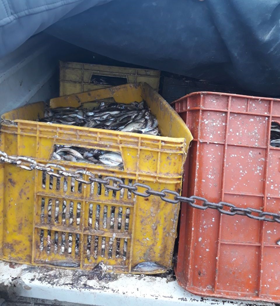 کشف ماهی&zwnj;های فاسد