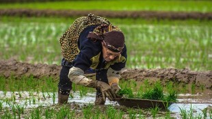 نشای 28 درصد شالیزارهای گیلان