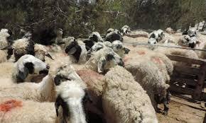 کشف دام بدون مجوز در ممسنی