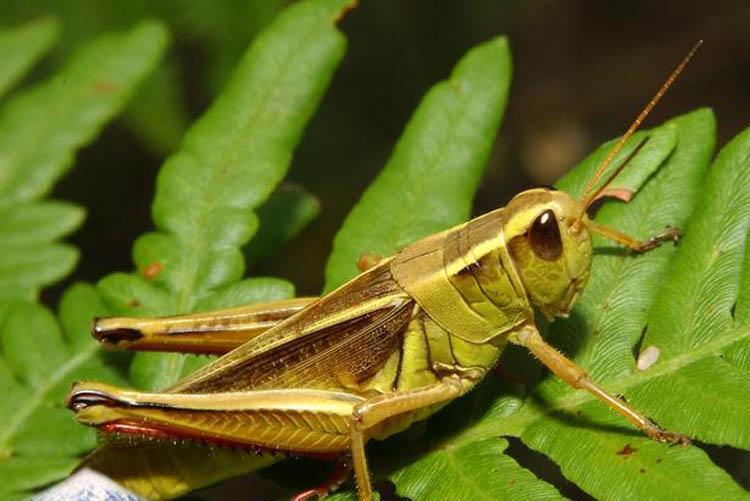 وجود آفت ملخ در 200 هزار هکتار از اراضی خراسان رضوی