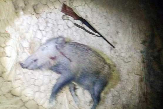 دستگیری شکارچی متخلف در جنگل