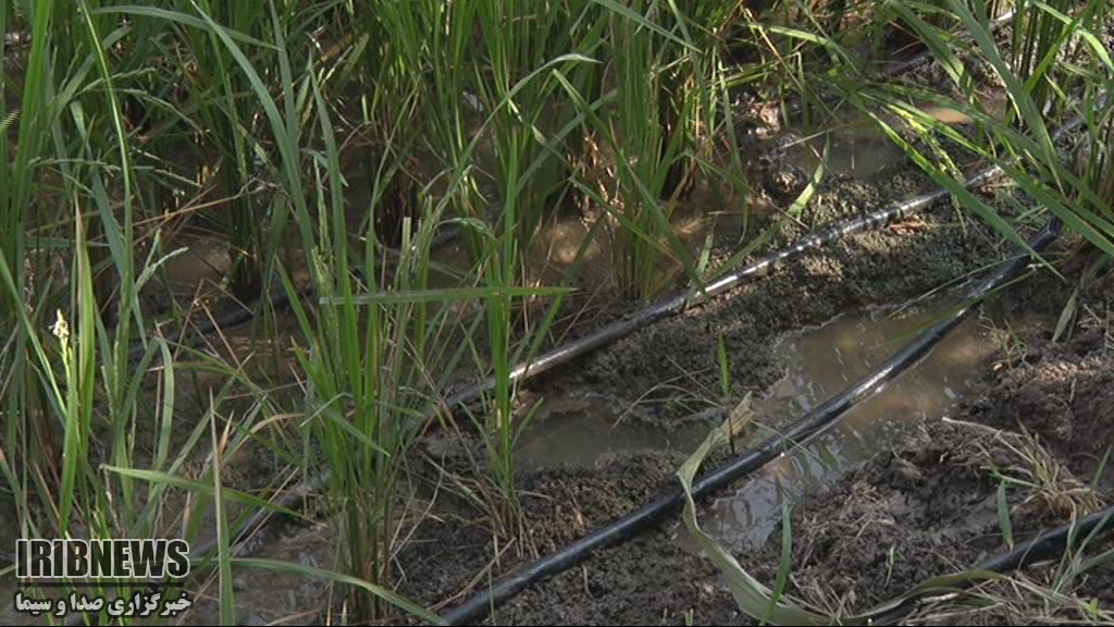 برنج بی رنج