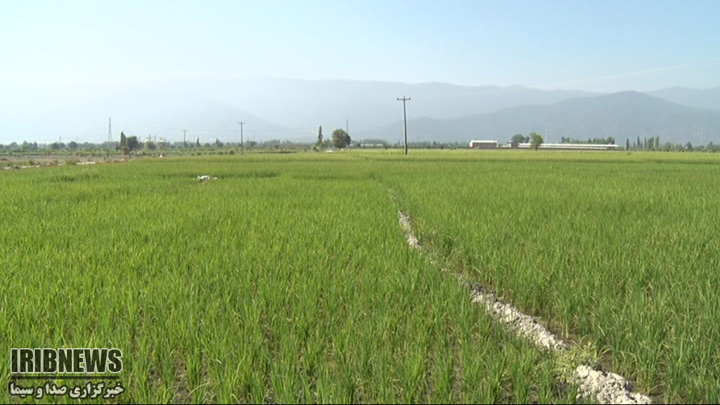 برنج بی رنج