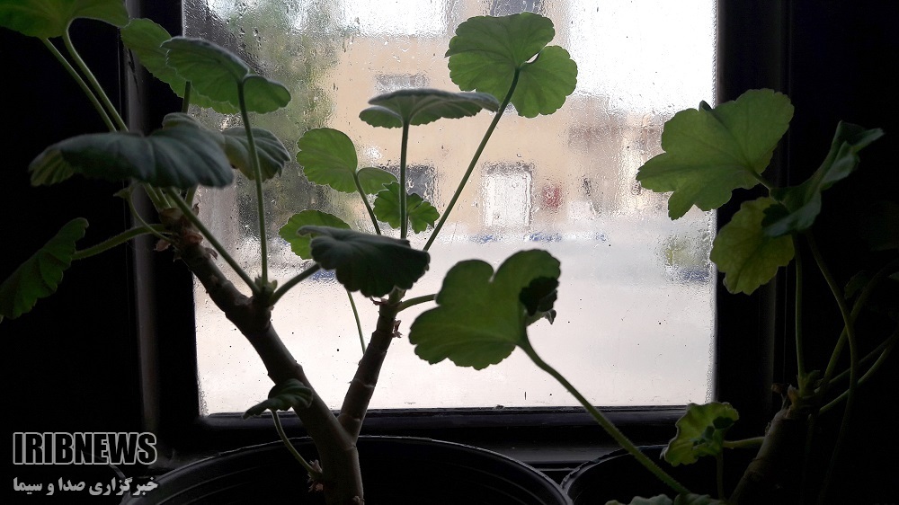 رطوبت 91 درصدی جزیره خارگ