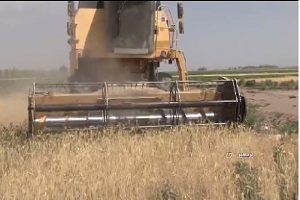 برداشت گندم در بردسیر