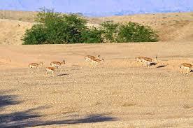 سرشماری پاییزی پستانداران حیات وحش خراسان شمالی از امروز