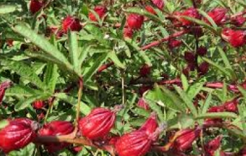 برداشت چای ترش در امیدیه&nbsp;