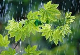 بارش های چشمگیر پاییزی دراستان