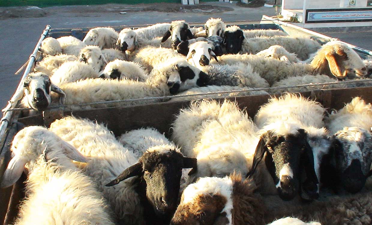 صادارت محصولات دامی در نه ماهه امسال صادارت محصولات دامی در نه ماهه امسال