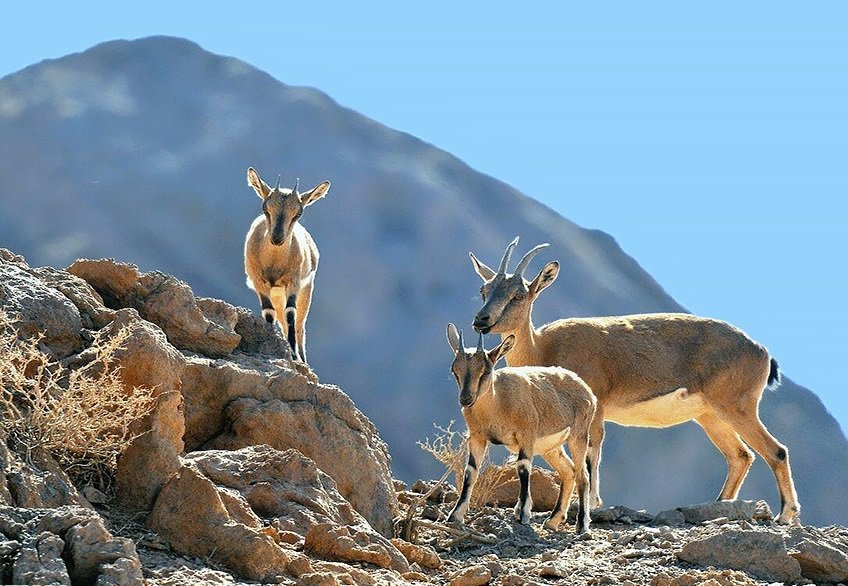 آغاز طرح سرشماری زمستانه حیات وحش در البرز