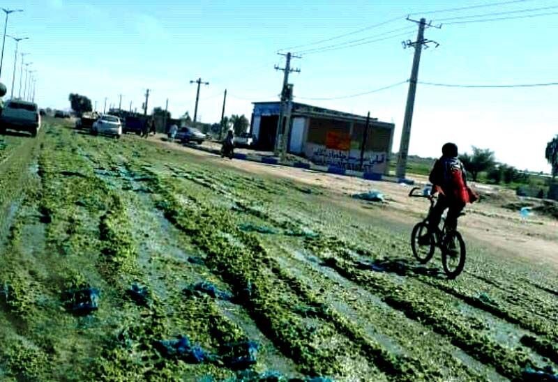 بوی خیار در کرمان پیچید