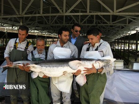 افق روشن فارس در صنعت شیلات (در حال تکمیل) افق روشن فارس در صنعت شیلات (در حال تکمیل)