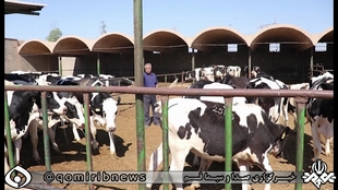 دومینوی مرگبار تب برفکی در قطب دام سنگین قم