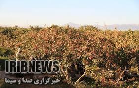 همکاری کشاورزان شهربابک در اقدامات پیشگیرانه سرمازدگی