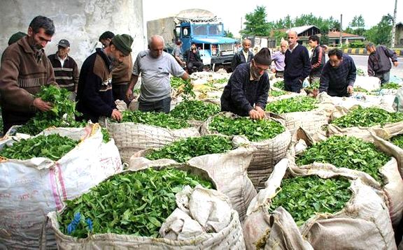 ادامه خرید برگ سبز چای از چایکاران