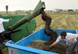 آغاز برداشت کلزا از مزارع روانسر آغاز برداشت کلزا از مزارع روانسر