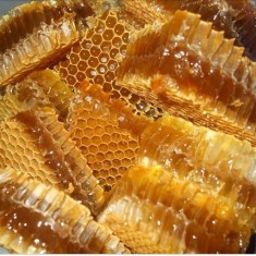 تولید 570 تن عسل سالانه در آمل