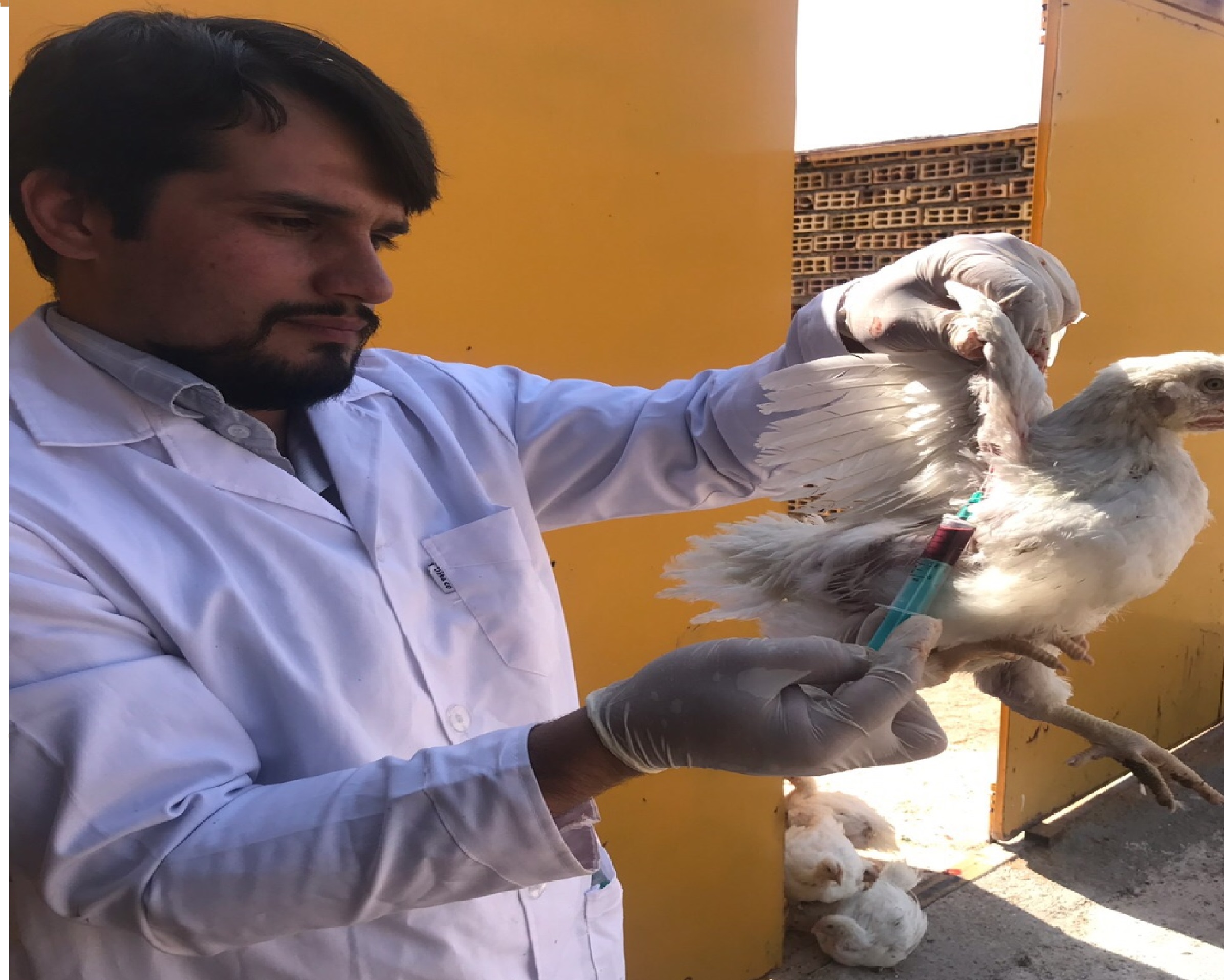 اجرای طرح واکسیناسیون نیوکاسل در طیور بومی