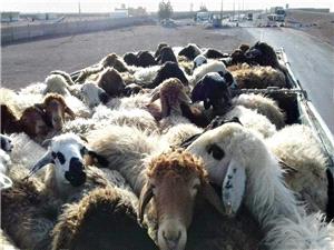 توقیف نیسان حامل گوسفند قاچاق