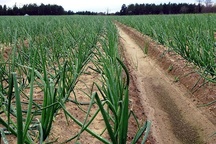 کشت گیاه کینوا برای نخستین بار در جوین