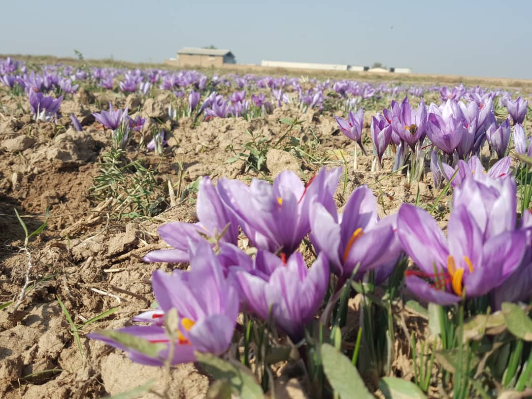 برداشت زعفران نظرآباد بالاتر از میانگین کشوری