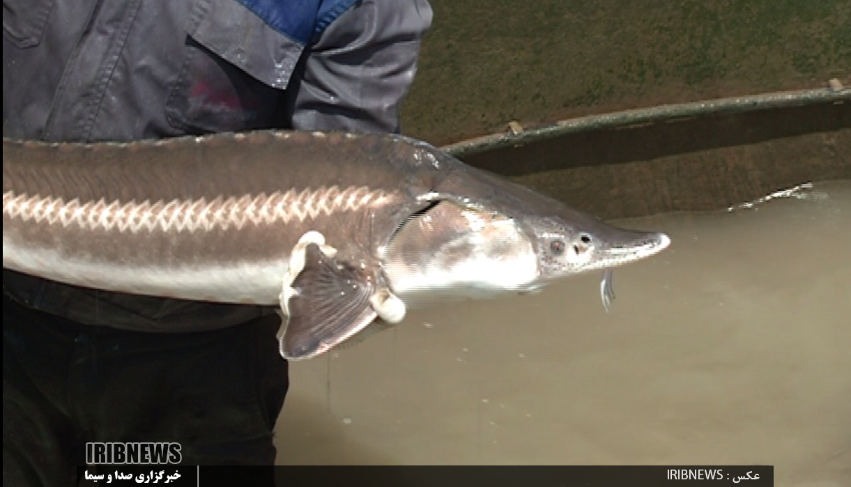 گیلان پیشرو در تولید فسیل زنده خزر