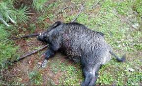 شکارچیان گراز در دام قانون