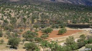 احیا جنگل&zwnj;های زاگرس