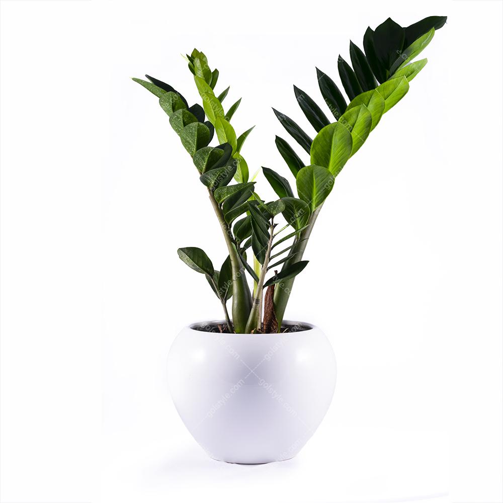 روش نگهداری گیاهان آپارتمانی روش نگهداری گیاهان آپارتمانی