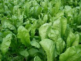 درباره بعضی خوراکی ها ، آیا می دانیم ؟