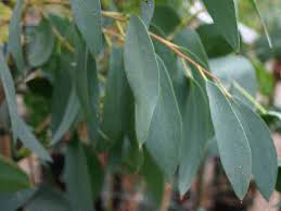 معجزه گیاه اکالیپتوس