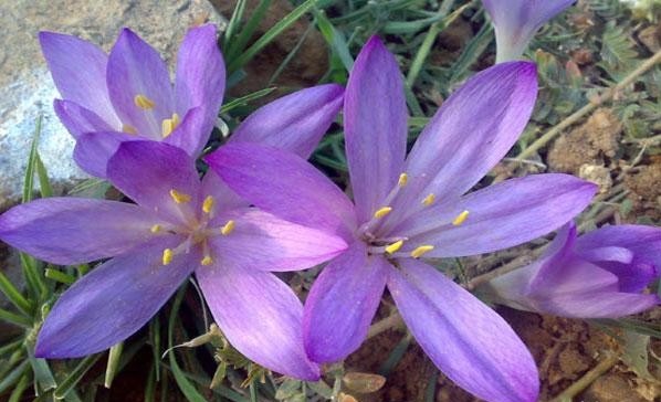 خواص دارویی گل حسرت (سورنجان) خواص دارویی گل حسرت (سورنجان)