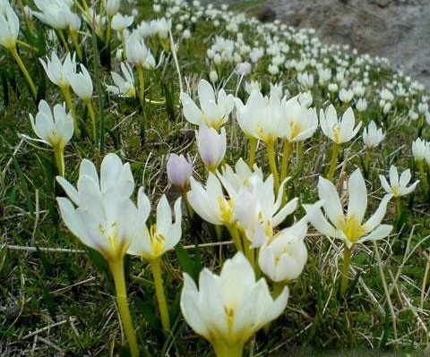 خواص دارویی گل حسرت (سورنجان) خواص دارویی گل حسرت (سورنجان)