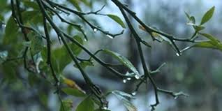 تداوم ناپایداری هوا در گیلان تداوم ناپایداری هوا در گیلان