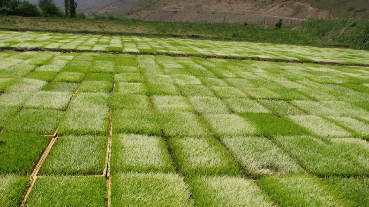 آغاز خزانه گیری برنج در شالیزار&zwnj;های شهرستان قزوین