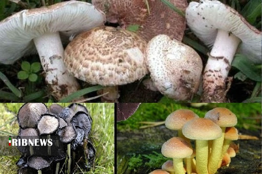 قارج هم، گاهی رنگ مرگ می گیرد