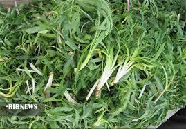 لزوم توجه به طلای سبز