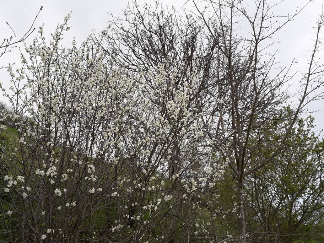 خسارت سرمای بهاره به باغهای گیلان